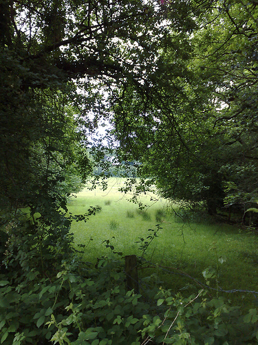 sunlight on a meadow