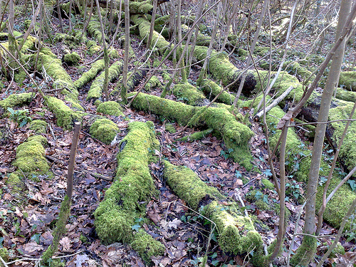 mossy logs