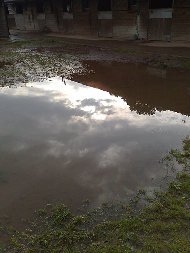 reflection in a puddle